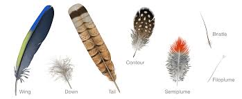 Bird Feather